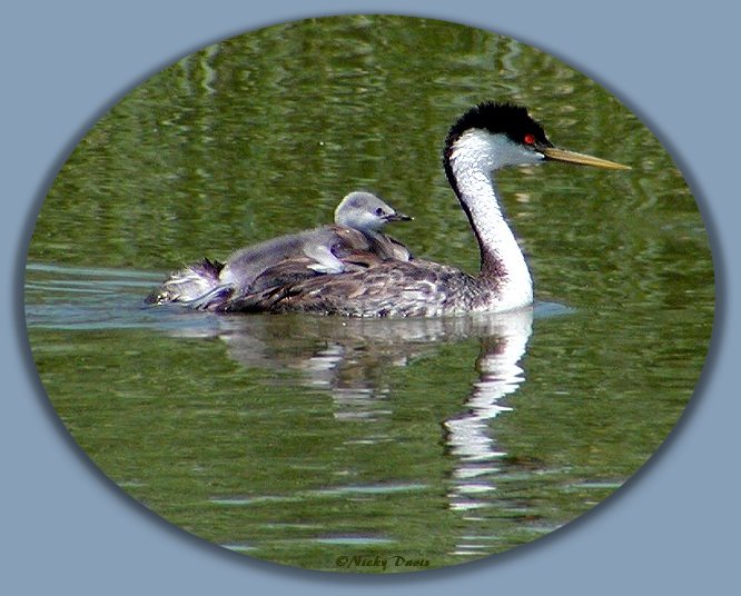 Western Grebe Chick clinging to parent's back