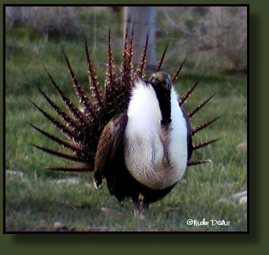 Greater Sage Grouse after call with  air sacs deflated at Henefer Lek
