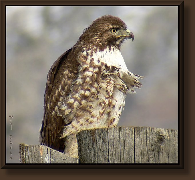 Juvenile Red-tailed Hawk- light morph