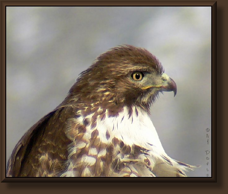 Red-tailed Hawk, light juvenile