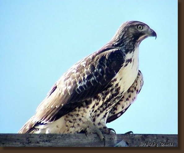 Juvenile Red-tailed Hawk-light morph