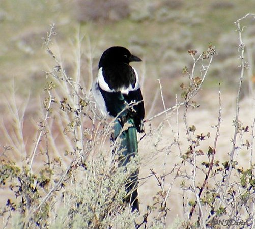 Magpie photo at East Canyon, ©NJDavis,  Corvidae Pica hudsonia