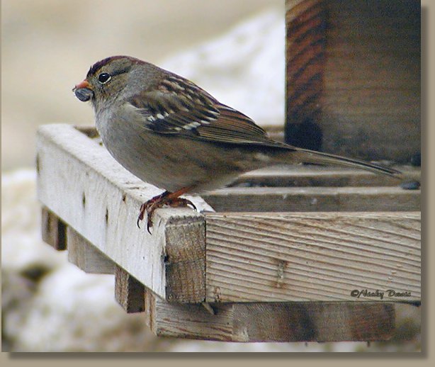 1st winter White-crowned Sparrow