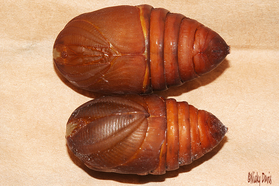 male and female pupae 33mm, 28 mm