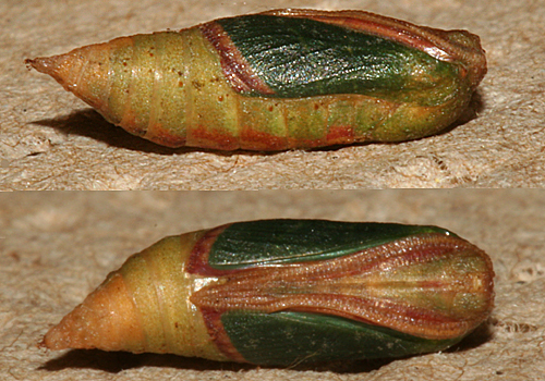 pupa 6 1/2 hours before adult emerged