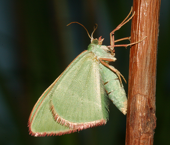 female just after emerging