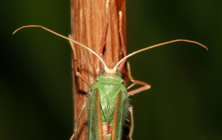 dorsal view of head and antennae