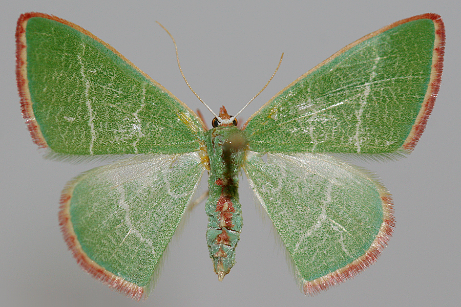 female specimen - upperwing