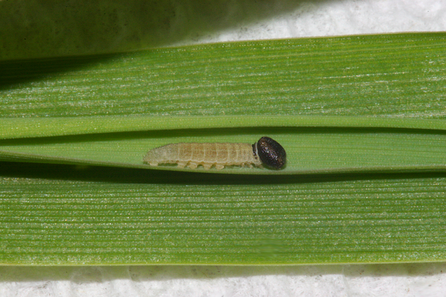 3rd instar