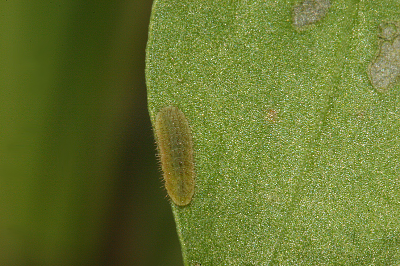 second instar on 25 August 2010