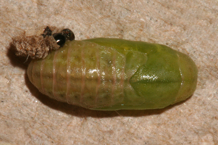 #3 newly formed pupa