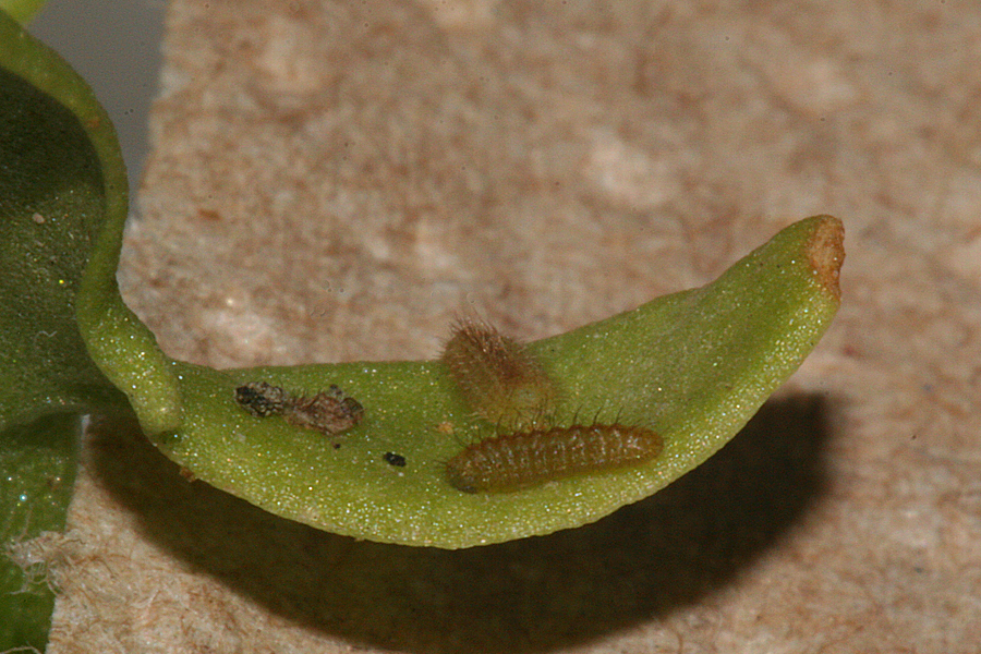 second instar