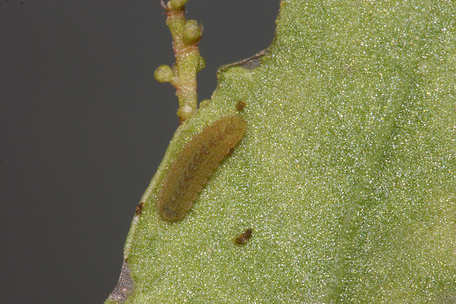third instar on 16 July, 5 mm long