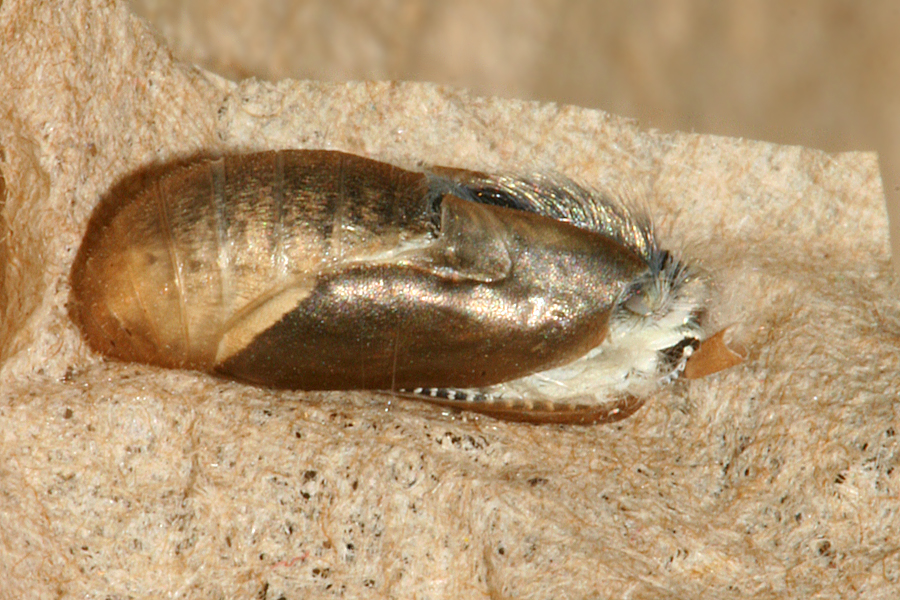female breaking out of pupa