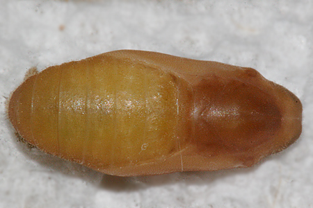 ventrall view of 8 day old pupa