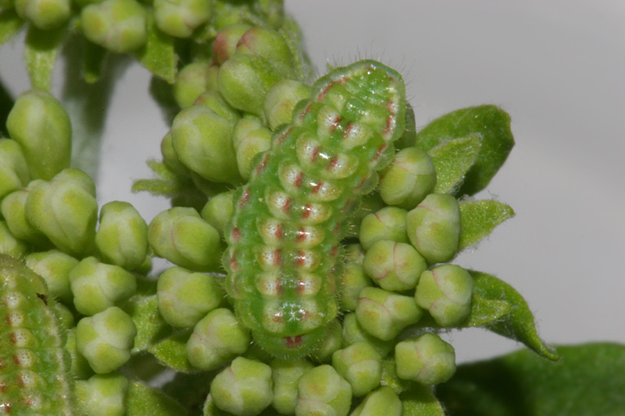 3rd instar on 4 August 2011