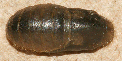 dorsal view of pupa on 3 July 2009