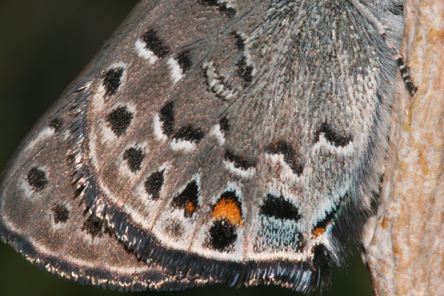 wing close-up