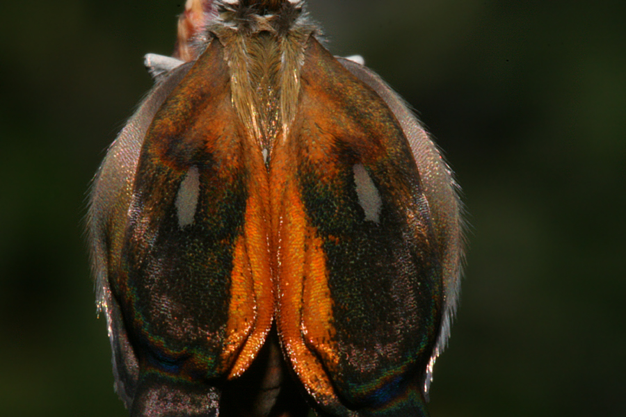 close-up of wings