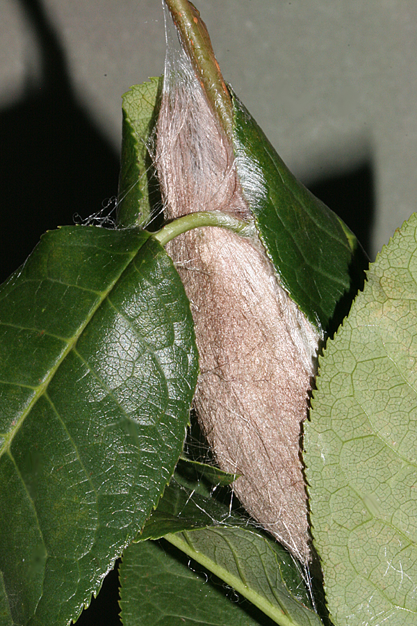 Cecropia moth host plants information