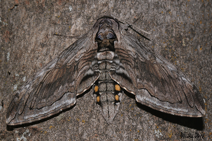 tomato horn worm adult moth