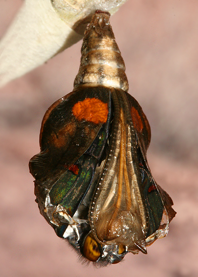 #2 emerging from pupa