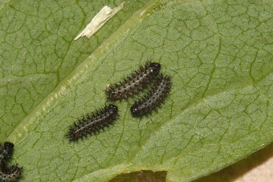 second instars