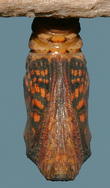 pupa 21 minutes before adult emerged