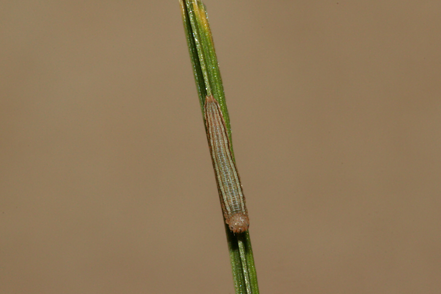 Second instar dorsal view