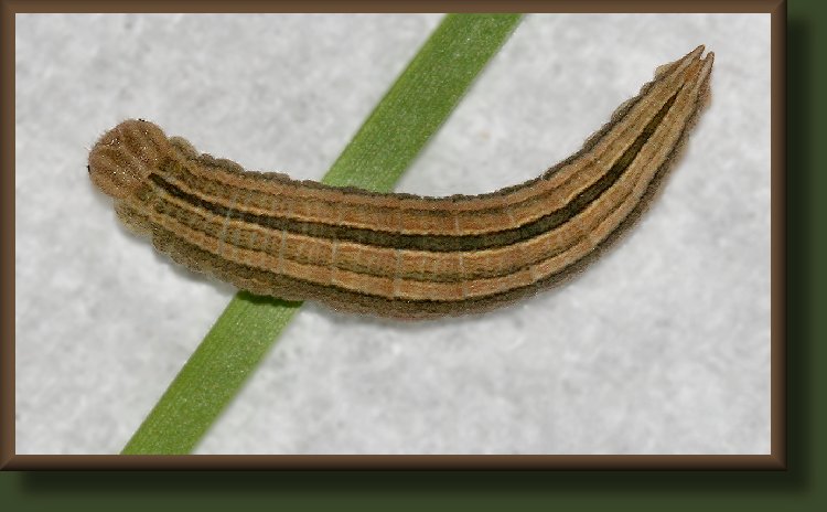 dionysius Ridings' Satyr caterpillar (5th instar)