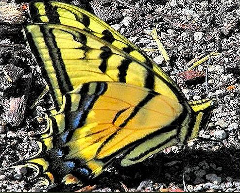 Upper surface of male  forewing yellow with narrow black stripes. Female deeper yellow or orange with wider black stripes and more iridescent blue on hindwing.  Each hindwing has 2 tails