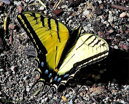 Upper surface of male  forewing yellow with narrow black stripes. Female deeper yellow or orange with wider black stripes and more iridescent blue on hindwing.  Each hindwing has 2 tails