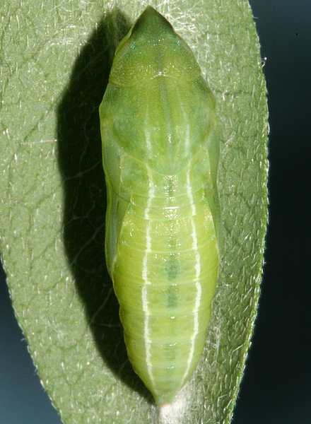 pupa formed 10:45 P.M. August 17, 2007