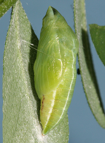 pupa formed August 17, 2007 - lateral view