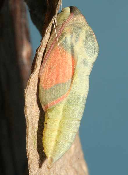 Pupa #6 8:06 A.M. August 29, 2007