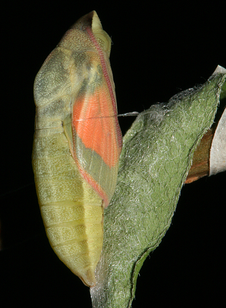 pupa 8:35 P.M. August 24, 2007 - Butterfly eclosed between 8:35 and 8 A.M. of the 25th