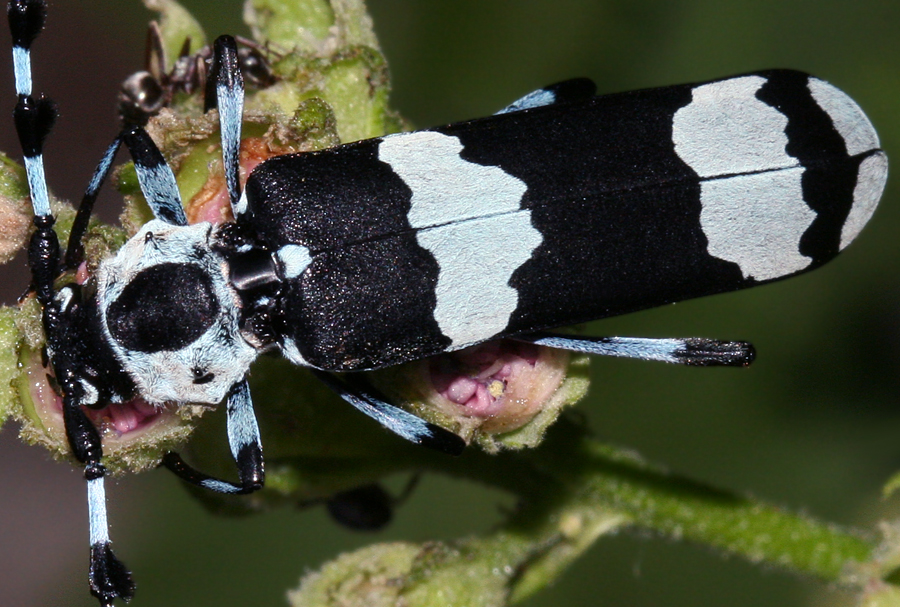 blue and black beetle