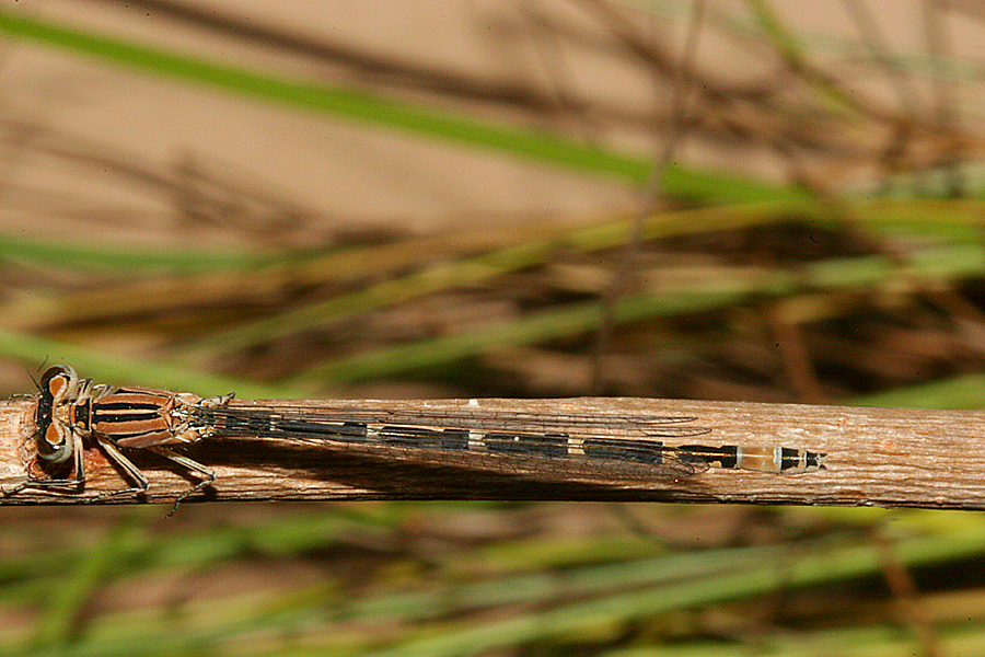 Female - dorsal view