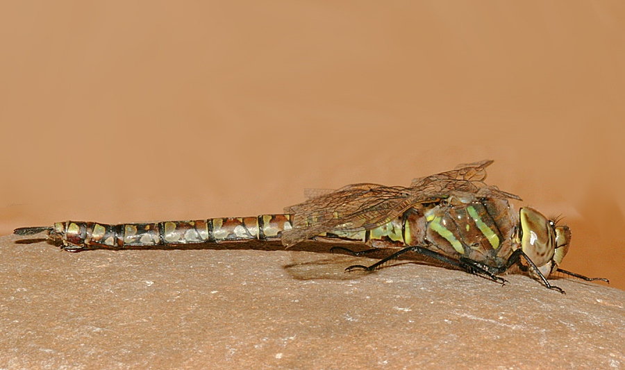 lateral view of darner