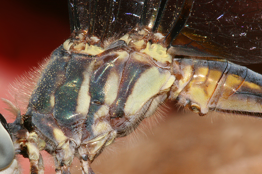 Thorax, lateral view