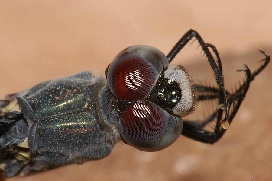 Top of Face showing Red-brown eyes