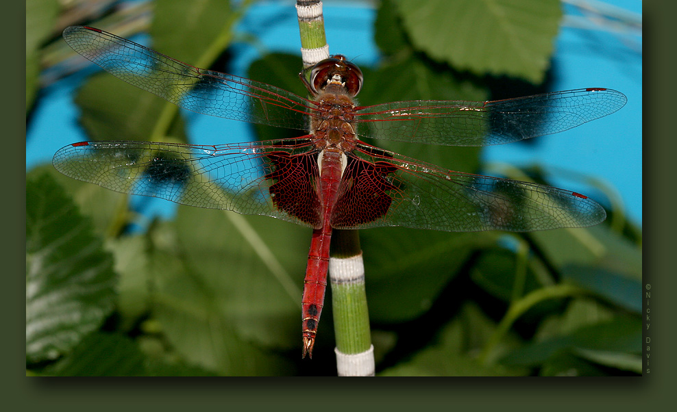 Red Saddlebags, Male