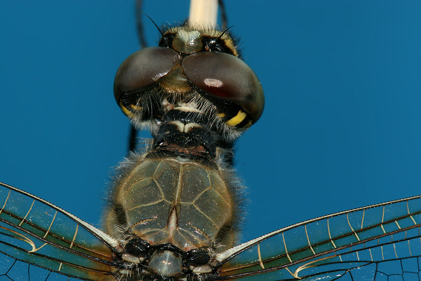 top of head and thorax