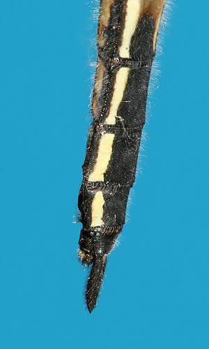 side view of appendages