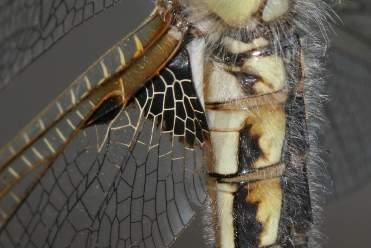 Close-up of the first 3 segments and inner hindwing