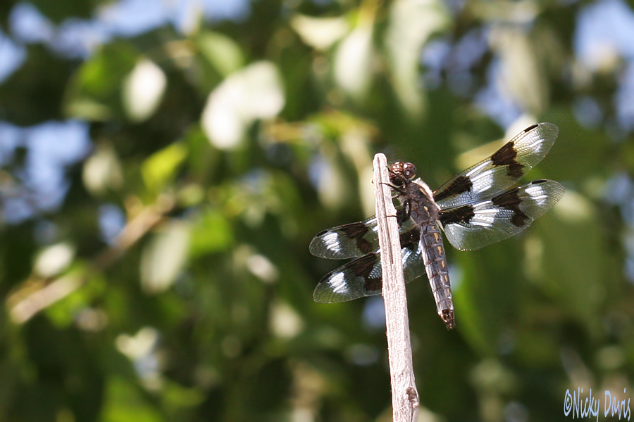 female Eight-spotted Skimmer