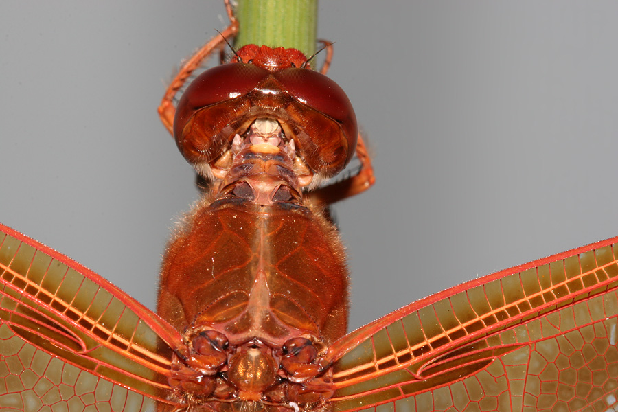 dorsal
                          view of head and thorax 37