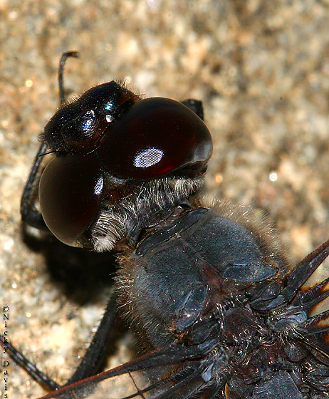 head and thorax - dorsal view