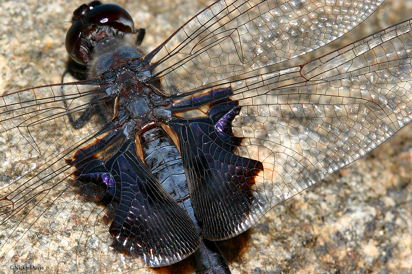 close-up of black saddle mark on hind wings