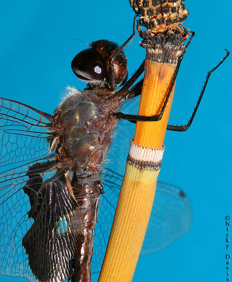 head, thorax and male genitalia - lateral view